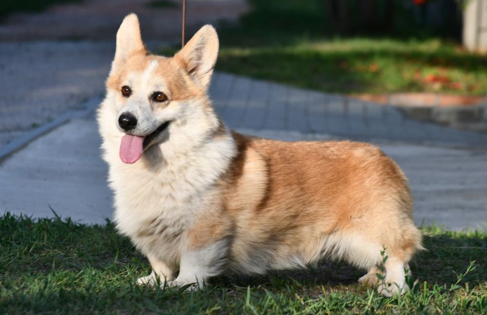 Взрослый кобель вельш корги пемброк