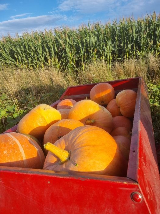 Dynia różnej wielkosci