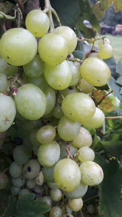 Sprzedam Sadzonki Truskawek Zwykłych i Całorocznych, Winorosli, Malin