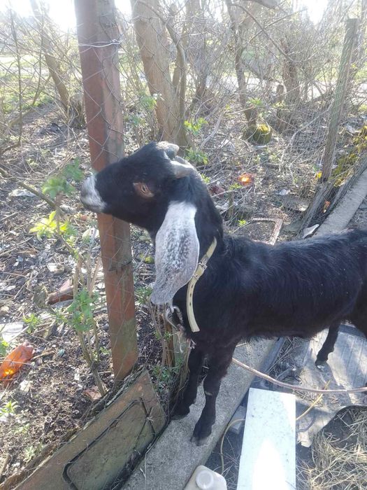 Нубійський 100% козел