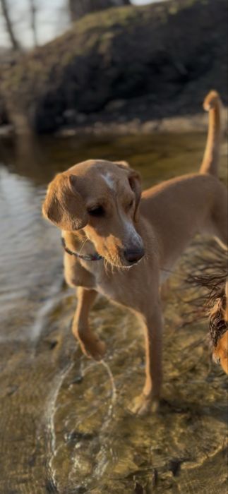 Дівчинка, 5міс, метис спаніеля, власника забрали на війну