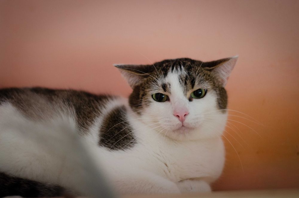 KAJTEK wyjątkowy kocurek do adopcji - piękny, ale płochliwy