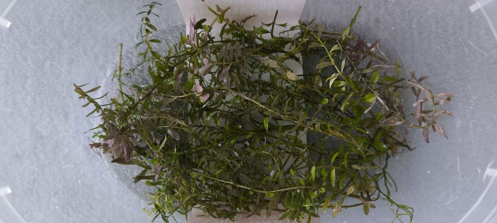 Musgo JAVA e OFERTA  plantas  aquário