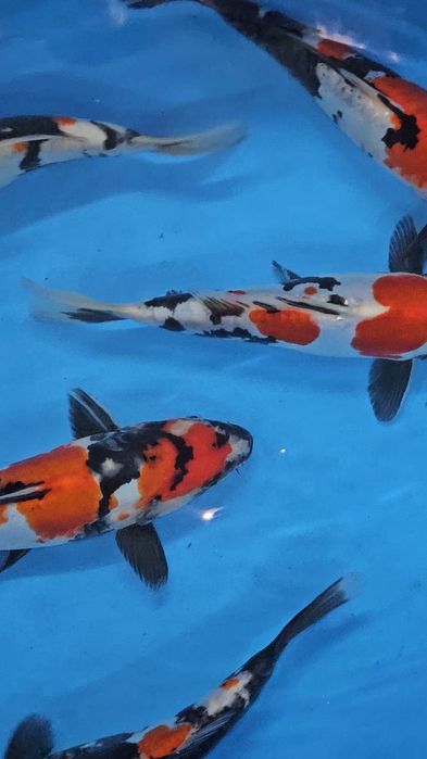 Carpas Koi - Doitsu Showa
