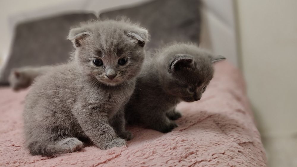 Вислоухие котята