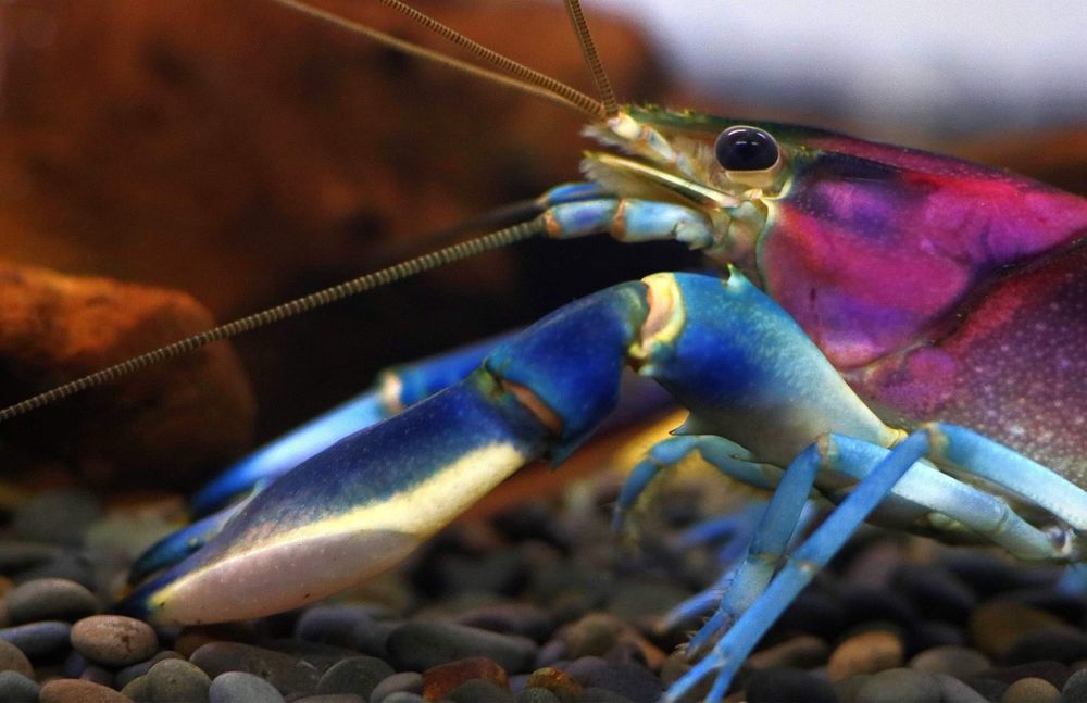 Raki Cherax do akwarium