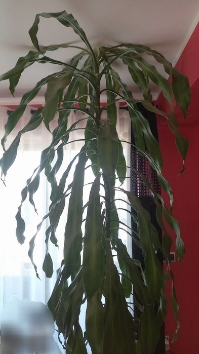 Kwiat żywy juka/dracena duży