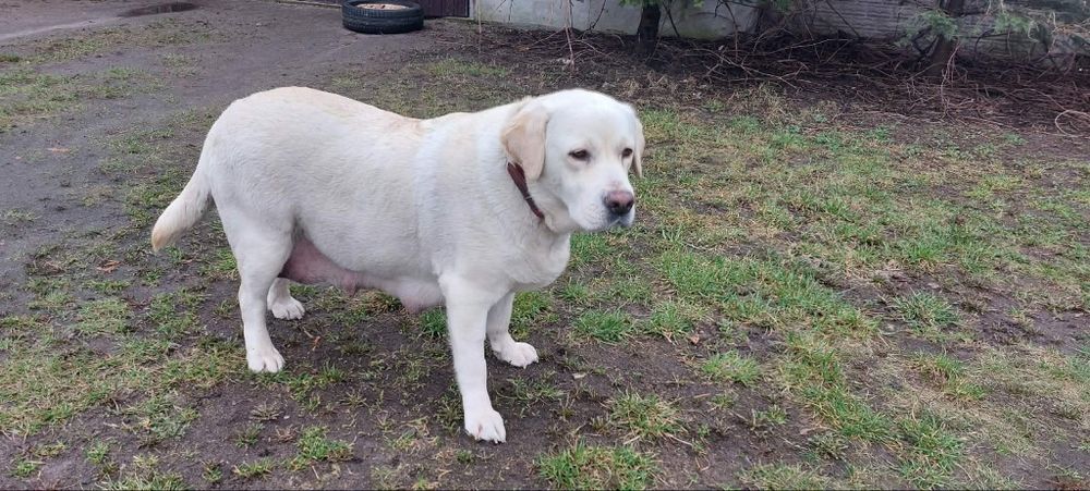 Oddam w dobre ręce suczkę labradora