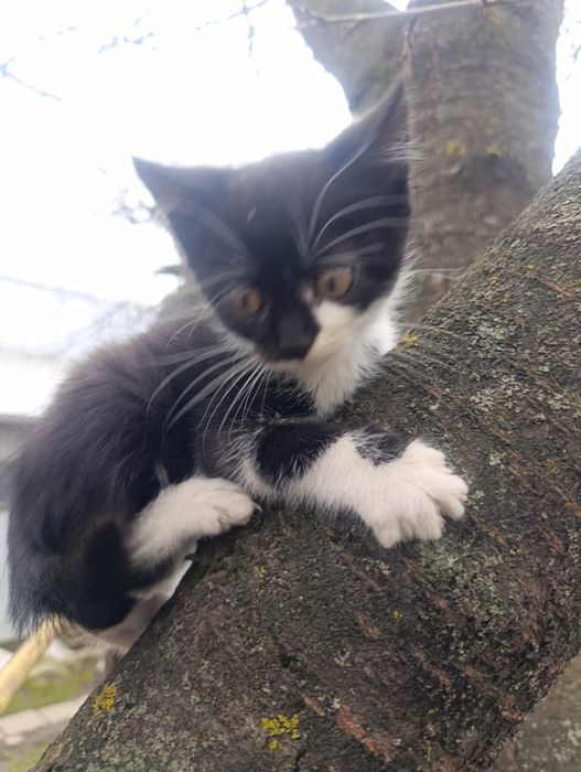 Кошенята шукають сім'ю