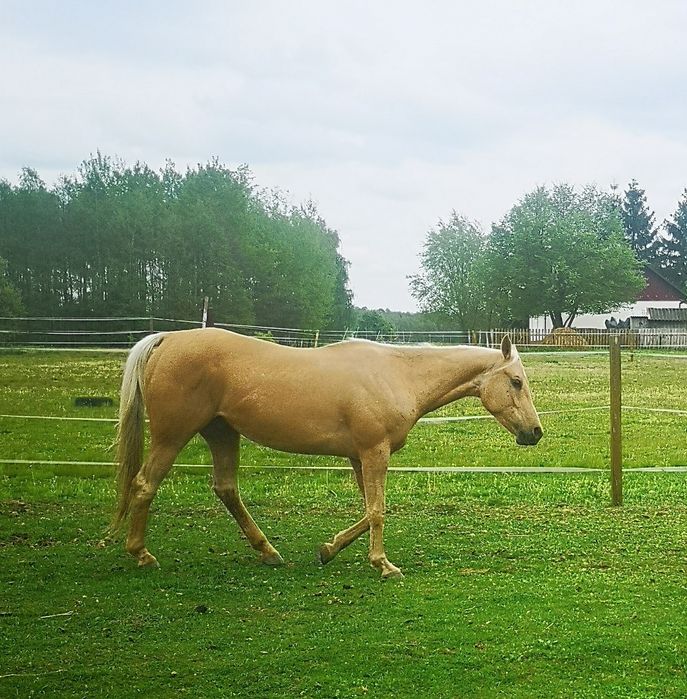 AQH 6 lat Super w tereny