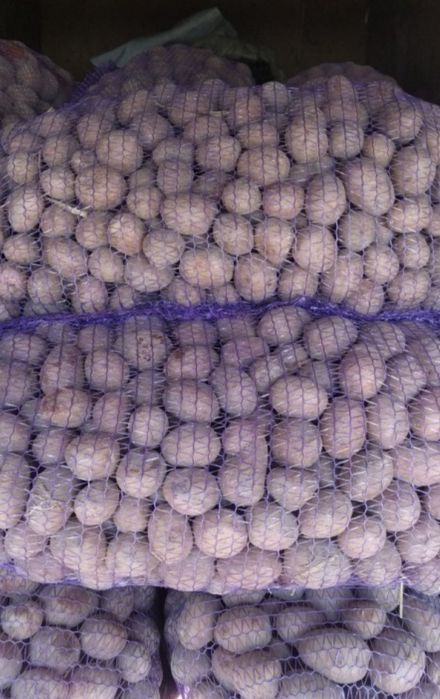 Картопля бела роса,імпала