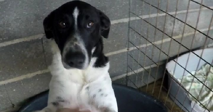 Pig- cachorro de porte médio/ grande para adoção