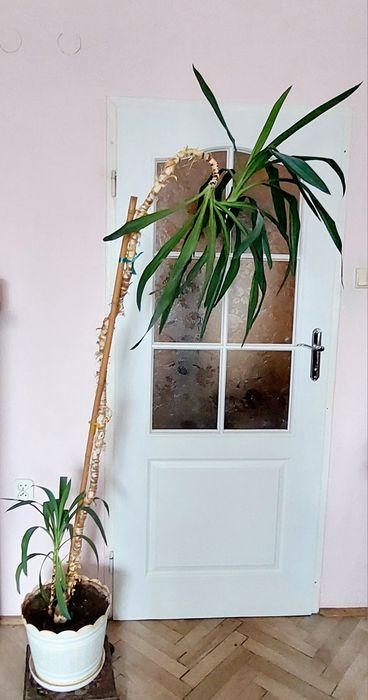 Juka 2 metry wysokości