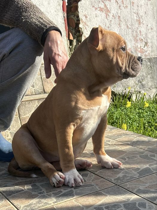 American Bully Pocket