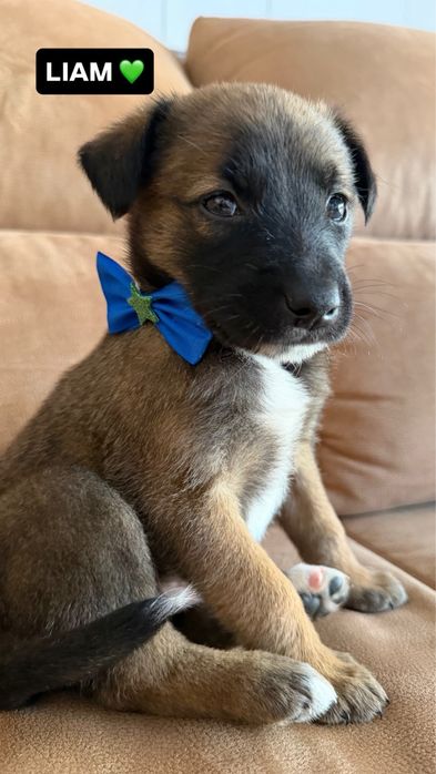 Cão bebé para adoção responsável