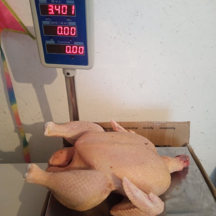 Домашний бройлер