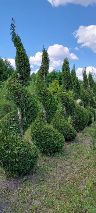 Bonsai spirala bonsai formowana super jakość wys. 200 - 250 cm