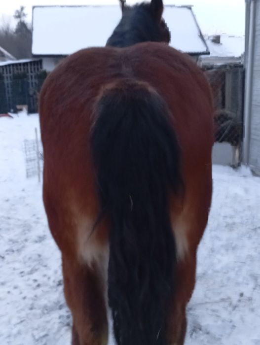 Konie zimnokrwiste klacz 3 lata