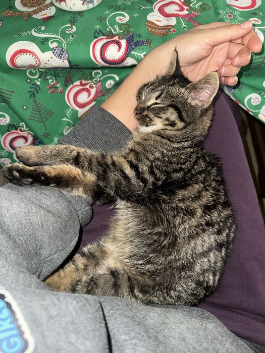 Кошеня в добрі руки