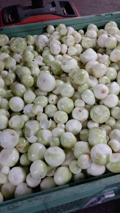 Sprzedam cebulę worek 15kg lub obraną