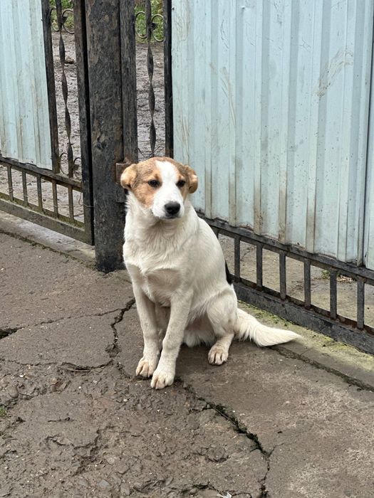 Собаки та ГРОШІ (певна сума на перший час)