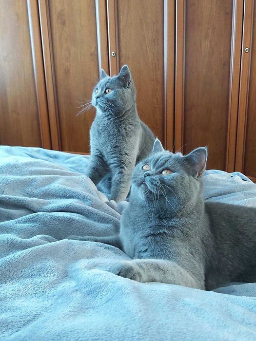 Коти киця шотландська голуба скотіш страйт