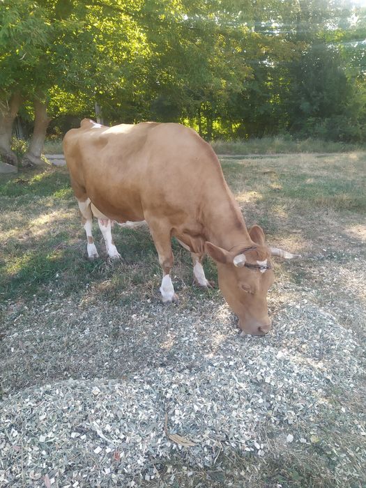 продається дійна корова