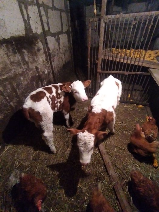 Продам тёлочку 1 месец на хохяйство