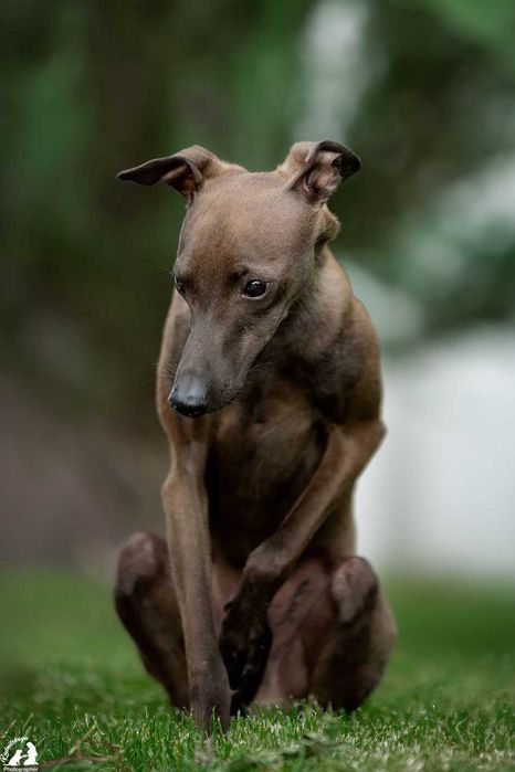 Левретки хлопчик