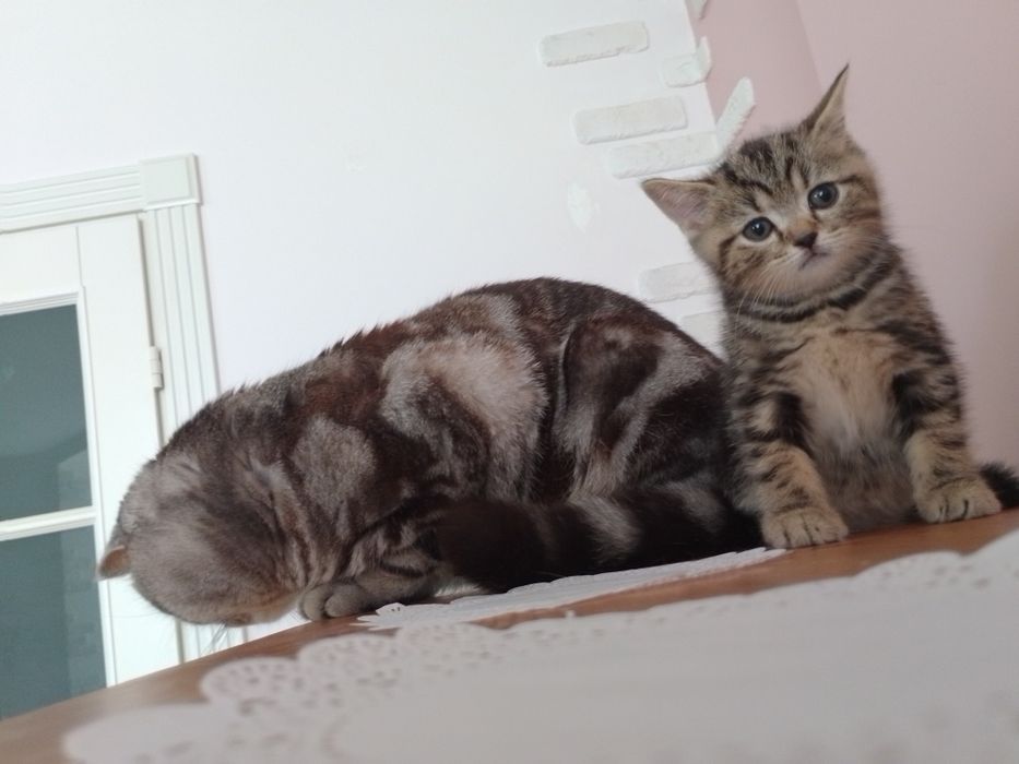 Котик шотландській прямовушка, копія тато!