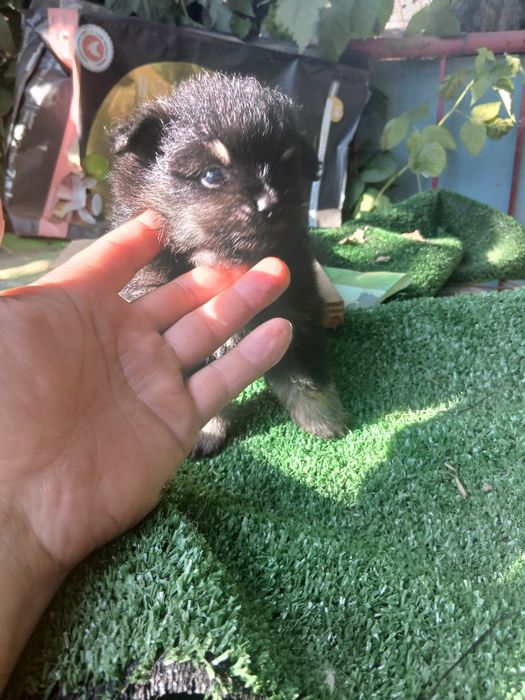 Spitz    pronto  para um novo lar