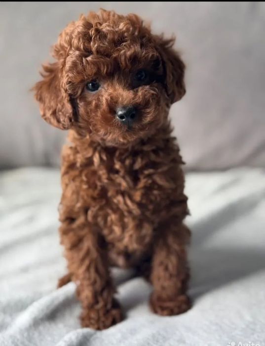 Хлопець той пудель, гарненький.ред браун