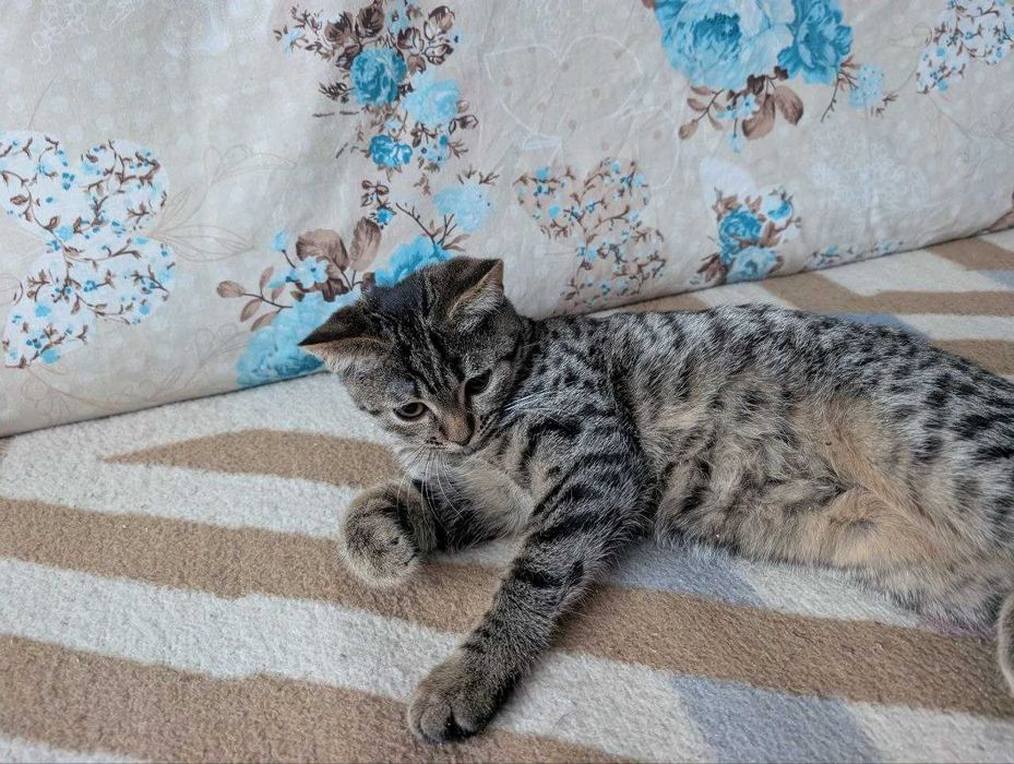 Дівчинка та хлопчик котики у добрі руки