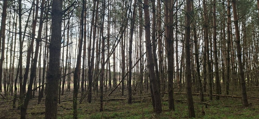 Sprzedam drzewo sosnowe opałowe