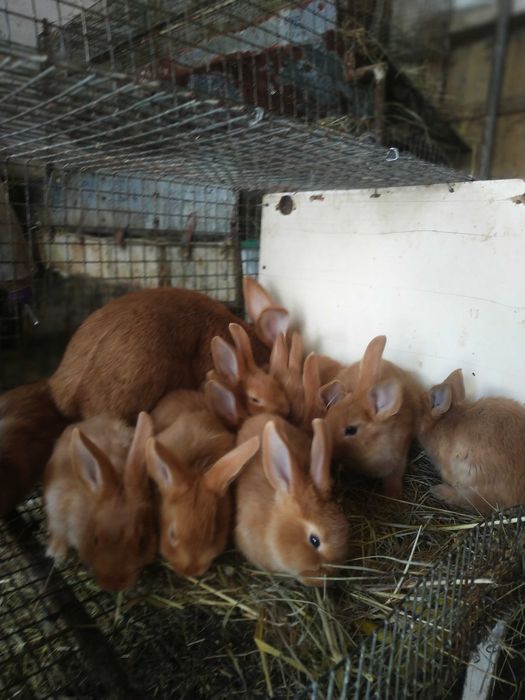 Продам кролі Бургунці