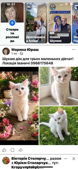 Віддам кошенят безплатно