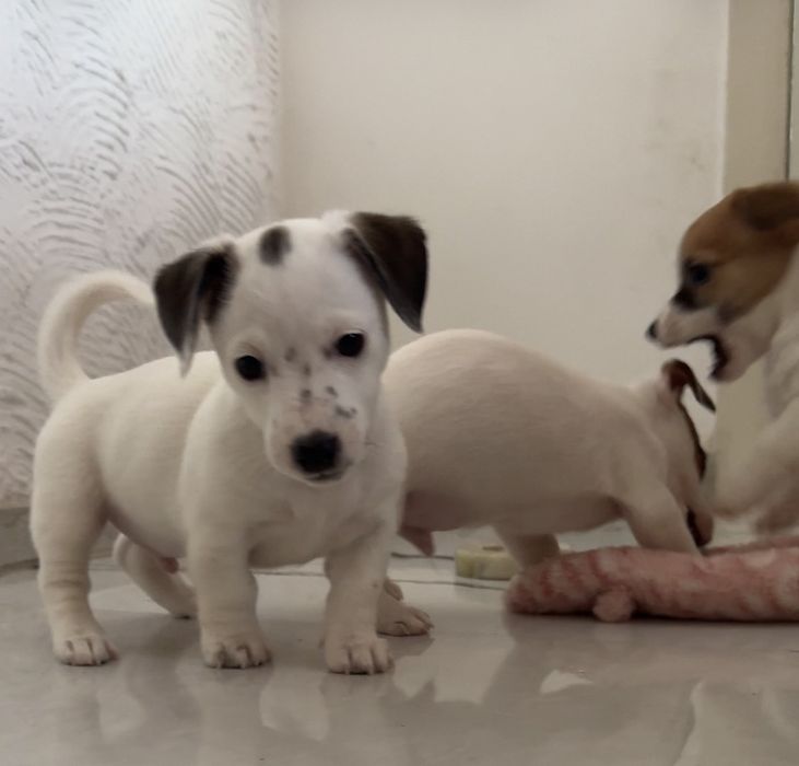 Цуценята Джек Рассел тер'єр