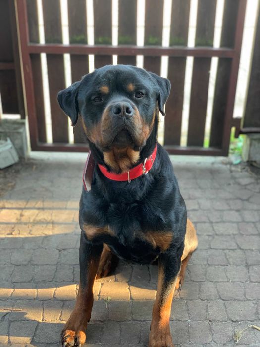Oddam SUPER rottweilera - JIMMY