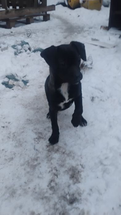 3 małe suczki szukają domu!