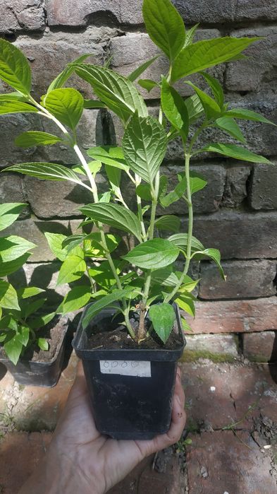 Гортензія волотиста (метельчата)..