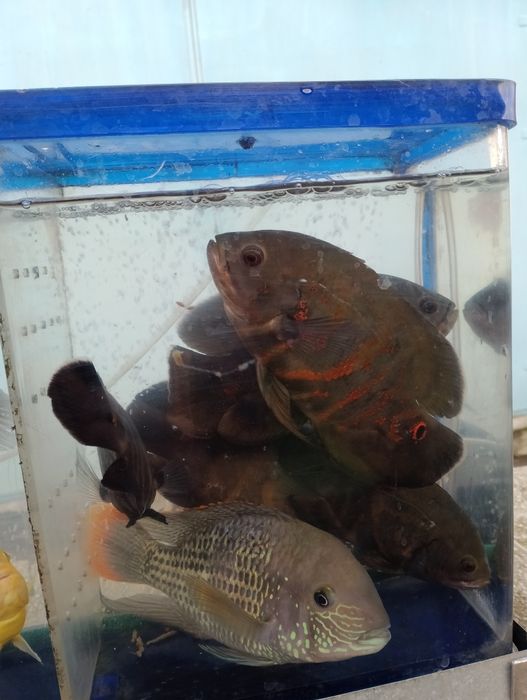 Малёк астронотуса