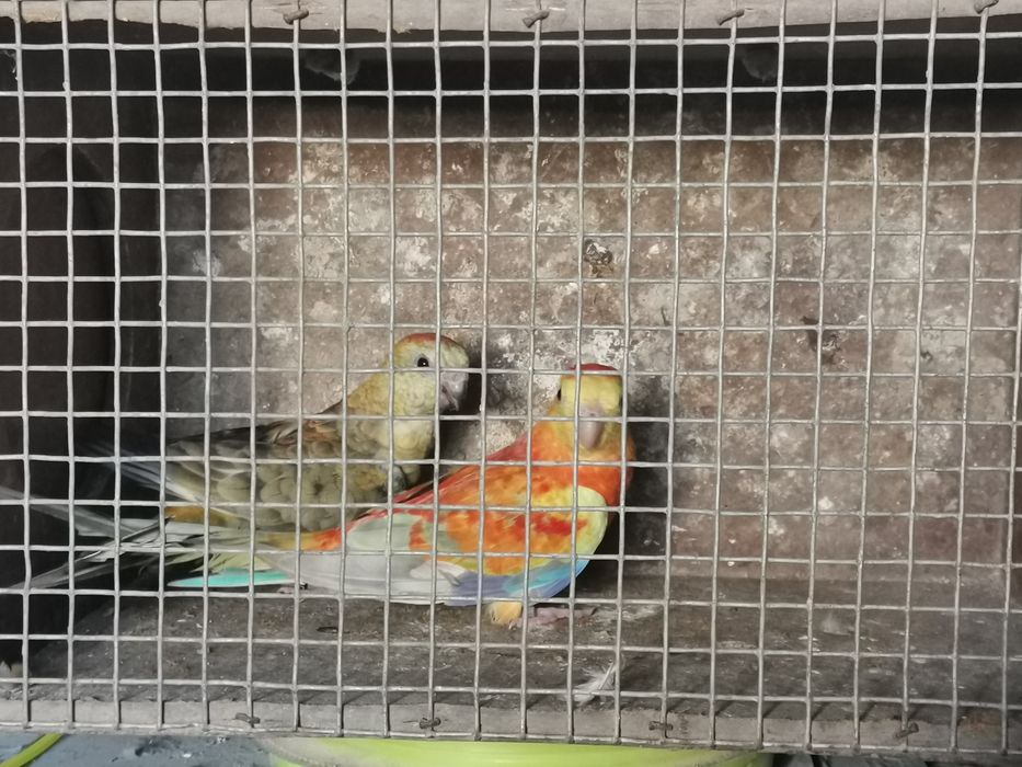 Casal de Red rump opalina laranja
