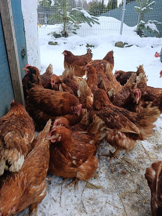 Kury nioski Novogen 24 tygodnie .