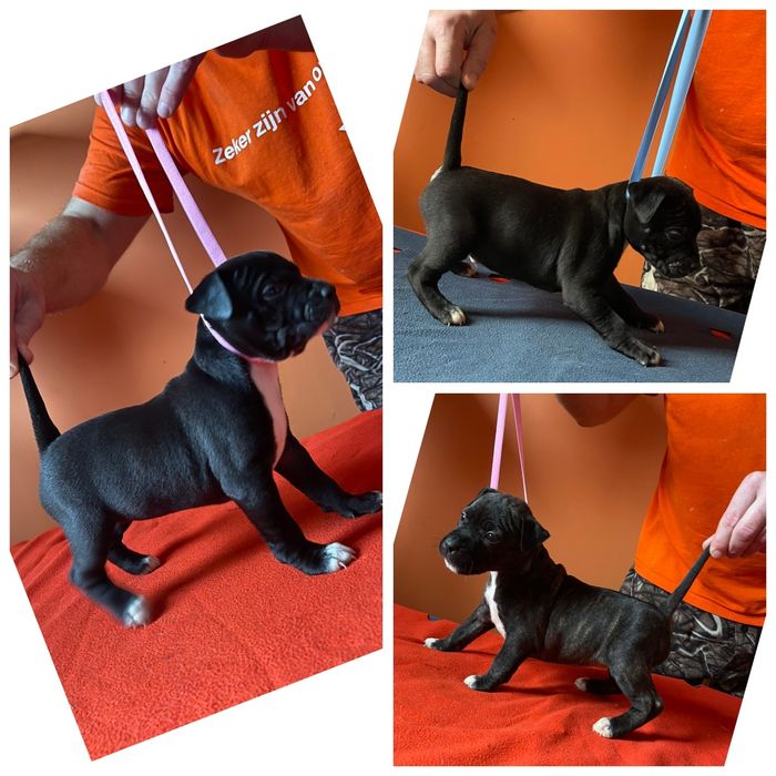 Американський стафордширський тер'єр