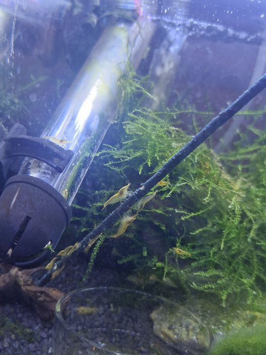 Krewetki neocardina