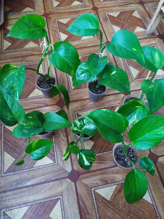 Епіпремнум ауреум золотистий