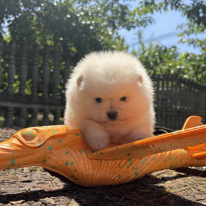 ляльковий ведмедик шоу классу