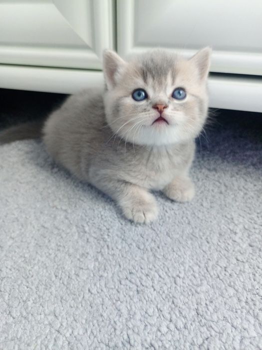 Кошеня шотландська вісловуха