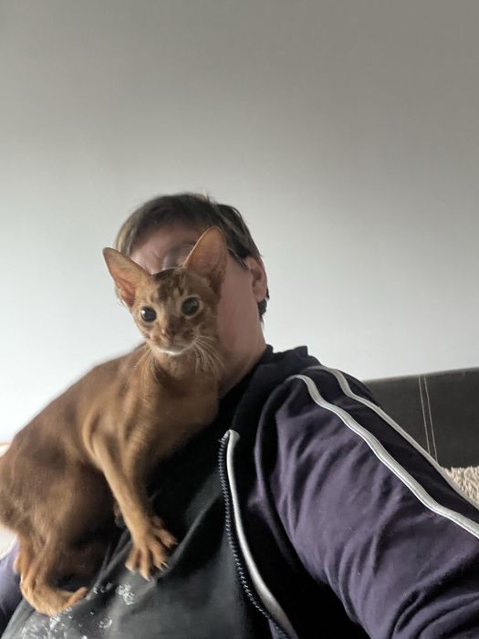 Абиссинский кот вязка