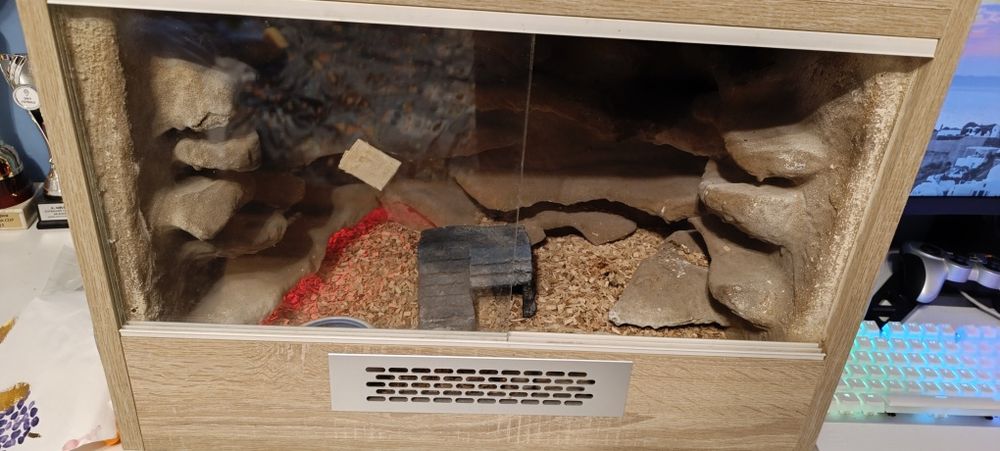 Gekon lamparci, duży piękny zdrowy samiec